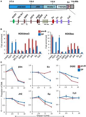 Misregulation of the IgH Locus in Thymocytes